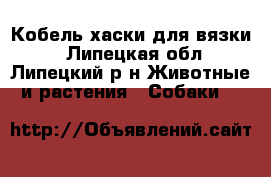Кобель хаски для вязки. - Липецкая обл., Липецкий р-н Животные и растения » Собаки   